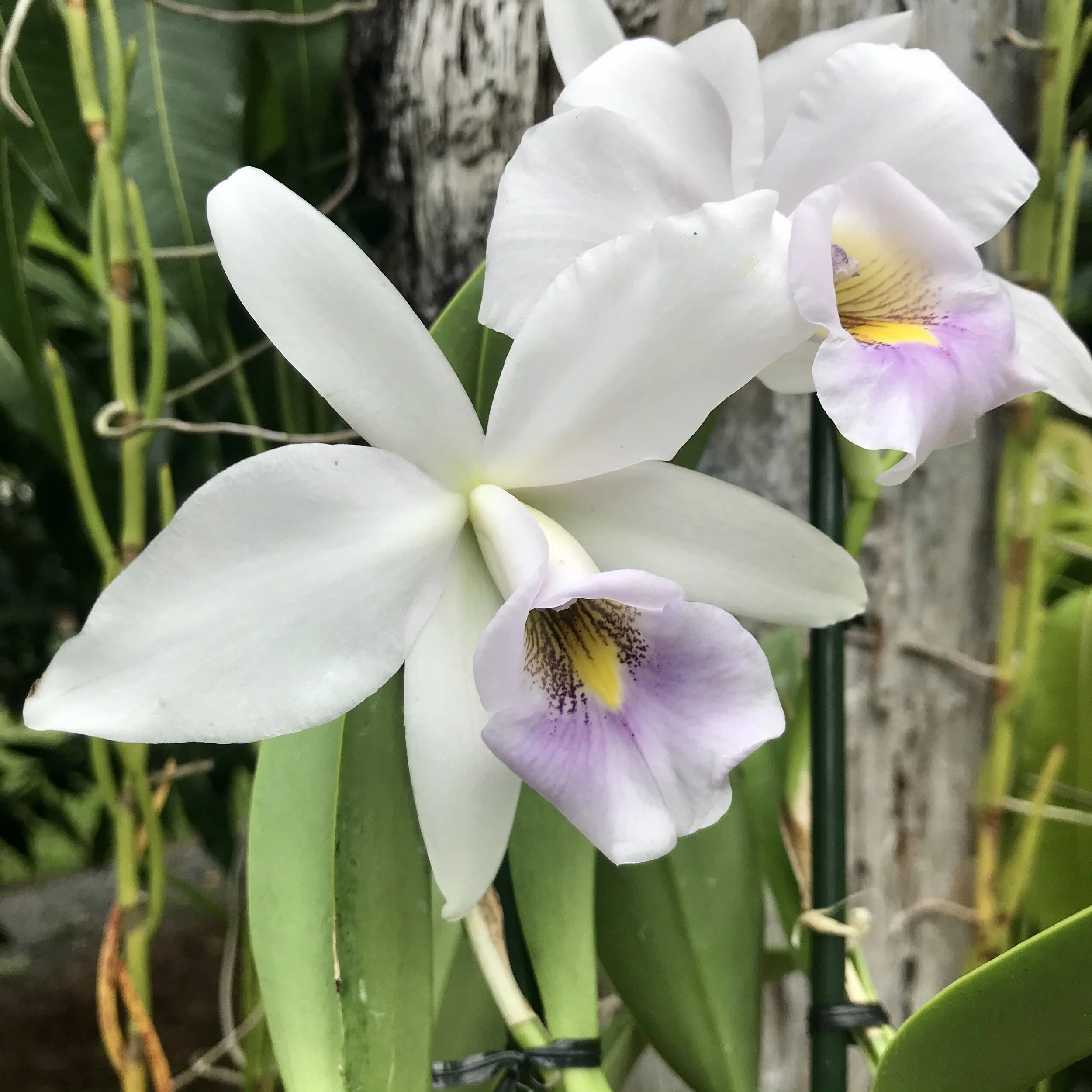 Lc. Flamingo Dance — Palmer Orchids